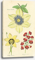 Постер Clematis Siebaldii, Seedling Sparaxis, Chorizema Ovata Постер Clematis Siebaldii, Seedling Sparaxis, Chorizema Ovata