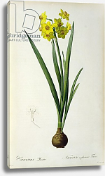Постер Редюти Пьер Narcissus Lazetta, from `'Plantae Selectae' by Christoph Jakob Trew, published 175-53 Постер Редюти Пьер Narcissus Lazetta, from `'Plantae Selectae' by Christoph Jakob Trew, published 175-53