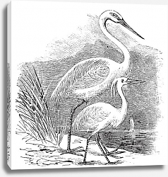 Постер Engraving of a Great Egret (ardea alba) and Little Egret (ardea garzetta) Постер Engraving of a Great Egret (ardea alba) and Little Egret (ardea garzetta)