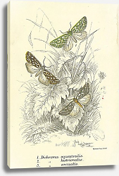 Постер Dichroma equestralis, Dichroma histrionalis, Dichroma arcualis Постер Dichroma equestralis, Dichroma histrionalis, Dichroma arcualis