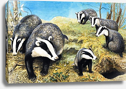 Постер Дэвис Р. (жив, дет) Badgers, from 'Nature Wonderland', 1970 Постер Дэвис Р. (жив, дет) Badgers, from 'Nature Wonderland', 1970