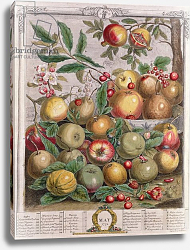 Постер Кастилс Питер May, from 'Twelve Months of Fruits', by Robert Furber engraved by Henry Fletcher, 1732 Постер Кастилс Питер May, from 'Twelve Months of Fruits', by Robert Furber engraved by Henry Fletcher, 1732