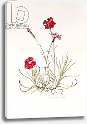Постер Купер Алисон (бот) Dianthus Caesar's Mantle, 1997 Постер Купер Алисон (бот) Dianthus Caesar's Mantle, 1997