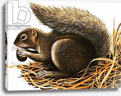 Постер Дэвис Р. (жив, дет) X for... Xerus erythropus or African Squirrel Постер Дэвис Р. (жив, дет) X for... Xerus erythropus or African Squirrel