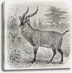 Постер Waterbuck - Kobus ellipsiprymnus - in Uganda. Created by Wolff, published on Le Tour du Monde, Paris Постер Waterbuck - Kobus ellipsiprymnus - in Uganda. Created by Wolff, published on Le Tour du Monde, Paris
