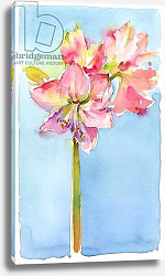 Постер Килинг Джон (совр) Amaryllis with aqua background, 2015, Постер Килинг Джон (совр) Amaryllis with aqua background, 2015,