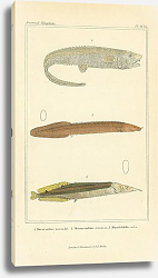 Постер Notacanthus nasus, Mastacemblus armatus, Rhynchobdella oral Постер Notacanthus nasus, Mastacemblus armatus, Rhynchobdella oral
