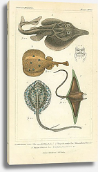 Постер Rhinobatus loevis, Torpedo narke Riss, Trygon Halgani Less, Cephaloptera Giorna Постер Rhinobatus loevis, Torpedo narke Riss, Trygon Halgani Less, Cephaloptera Giorna