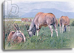 Постер Кунер Вильгельм Eland, illustration from'Wildlife of the World', c.1910 Постер Кунер Вильгельм Eland, illustration from'Wildlife of the World', c.1910