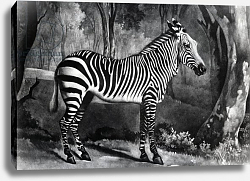 Постер Стаббс Джордж The Sebra, or Wild Ass, engraved by George Townley Stubbs, 1771 Постер Стаббс Джордж The Sebra, or Wild Ass, engraved by George Townley Stubbs, 1771