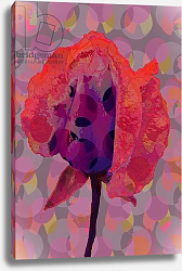 Постер Дэвис Скотт (совр) Tea Rose 3 Постер Дэвис Скотт (совр) Tea Rose 3