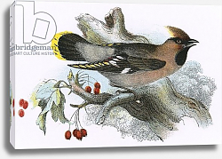 Постер Школа: Английская 20в. Waxwing Постер Школа: Английская 20в. Waxwing