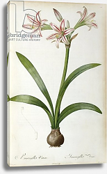 Постер Редюти Пьер Amaryllis Vittata, from `Les Liliacees' by Pierre Redoute, 8 volumes, published 1805-16, Постер Редюти Пьер Amaryllis Vittata, from `Les Liliacees' by Pierre Redoute, 8 volumes, published 1805-16,
