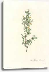 Постер Rosa Pimpinellifolia L. Var. Pimpinellifolia Постер Rosa Pimpinellifolia L. Var. Pimpinellifolia