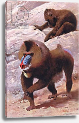 Постер Кунер Вильгельм Mandrill, illustration from'Wildlife of the World', c.1910 Постер Кунер Вильгельм Mandrill, illustration from'Wildlife of the World', c.1910