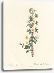 Постер Rosa Pimpinellifolia L. Var. Myriacantha Ser. Постер Rosa Pimpinellifolia L. Var. Myriacantha Ser.