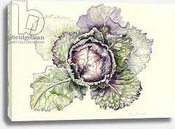 Постер Купер Алисон (бот) Cabbage from the market, 2015 Постер Купер Алисон (бот) Cabbage from the market, 2015