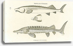 Постер Isinglass Sturgeon, Common Sturgeon Постер Isinglass Sturgeon, Common Sturgeon