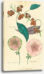 Постер Euphorbia Fulqens, Petunia Marginata Prasina, Petunia Viltatus Постер Euphorbia Fulqens, Petunia Marginata Prasina, Petunia Viltatus