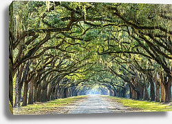 Постер США, Джорджия. Country Road Lined with Oaks in Savannah Постер США, Джорджия. Country Road Lined with Oaks in Savannah