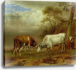Постер Поттер Паулюс Two Bulls with Locked Horns, 1653 Постер Поттер Паулюс Two Bulls with Locked Horns, 1653