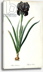 Постер Редюти Пьер Iris Luxiana, from `Les Liliacees', 1805 Постер Редюти Пьер Iris Luxiana, from `Les Liliacees', 1805