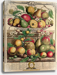 Постер Кастилс Питер March, from 'Twelve Months of Fruits', by Robert Furber engraved by Henry Fletcher, 1732 Постер Кастилс Питер March, from 'Twelve Months of Fruits', by Robert Furber engraved by Henry Fletcher, 1732