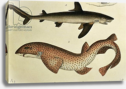Постер Школа: Немецкая школа (19 в.) Lesser Spotted Dogfish, Pl.93 from 'Naturgeschichte und Abbildung der Fische' by H.R. Schinz, 1836 Постер Школа: Немецкая школа (19 в.) Lesser Spotted Dogfish, Pl.93 from 'Naturgeschichte und Abbildung der Fische' by H.R. Schinz, 1836
