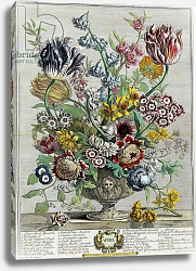 Постер Кастилс Питер April, from 'Twelve Months of Flowers', 1730 Постер Кастилс Питер April, from 'Twelve Months of Flowers', 1730