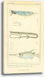 Постер Eistularia tabacaria, Centrisens scolax, Amphisile scutatus Постер Eistularia tabacaria, Centrisens scolax, Amphisile scutatus