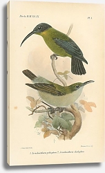 Постер Aranchnothera poliopteca, Aranchnothera iliophus Постер Aranchnothera poliopteca, Aranchnothera iliophus
