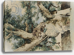 Постер Блэклок Уильям Study for Tree in 'The Rookery', c.1854 Постер Блэклок Уильям Study for Tree in 'The Rookery', c.1854