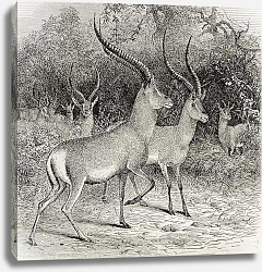 Постер Antelope specie in Ougugo region, Tanzania. Created by Wolff, published on Le Tour du Monde, Paris, Постер Antelope specie in Ougugo region, Tanzania. Created by Wolff, published on Le Tour du Monde, Paris,