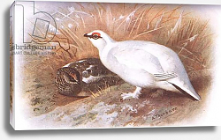 Постер Торнбурн Арчибальд (Бриджман) Ptarmigan, from British Birds published by Longmans, 1932 Постер Торнбурн Арчибальд (Бриджман) Ptarmigan, from British Birds published by Longmans, 1932
