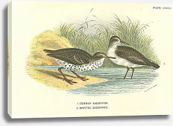 Постер Common Sandpiper, Spotted Sandpiper Постер Common Sandpiper, Spotted Sandpiper
