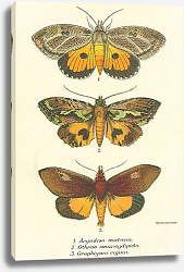 Постер Argadesa materna, Othreis smaragdipicta, Graphigona regina Постер Argadesa materna, Othreis smaragdipicta, Graphigona regina