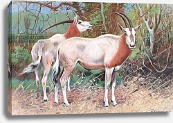 Постер Кунер Вильгельм Sable Antelope, illustration from'Wildlife of the World', c.1910 Постер Кунер Вильгельм Sable Antelope, illustration from'Wildlife of the World', c.1910