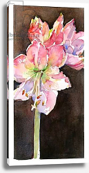 Постер Килинг Джон (совр) Amaryllis with brown background, 2015, Постер Килинг Джон (совр) Amaryllis with brown background, 2015,