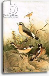 Постер Смит Джозеф (акв) Wheatear, Stonechat and Whinchat Постер Смит Джозеф (акв) Wheatear, Stonechat and Whinchat