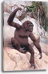 Постер Кунер Вильгельм Gorilla, illustration from'Wildlife of the World', c.1910 Постер Кунер Вильгельм Gorilla, illustration from'Wildlife of the World', c.1910