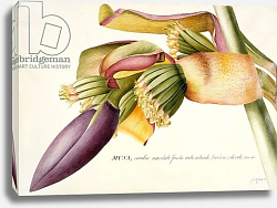 Постер Эгрет Джордж PD.117-1973f.19 Flower of the Banana Tree Постер Эгрет Джордж PD.117-1973f.19 Flower of the Banana Tree