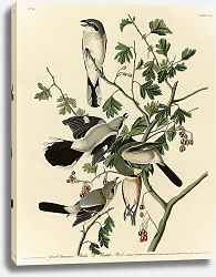 Постер Great American Shrike or Butcher Bird Постер Great American Shrike or Butcher Bird