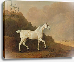 Постер Болтби Джон A Grey Arab Stallion in a Desert Landscape Постер Болтби Джон A Grey Arab Stallion in a Desert Landscape