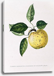 Постер Apples - Pomme Reinette Duchesse De Brabant Постер Apples - Pomme Reinette Duchesse De Brabant
