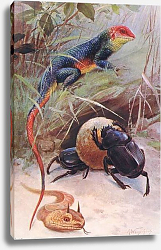 Постер Кунер Вильгельм A Gama, Horned Viper and Sacred Beetle, illustration from'Wildlife of the World', c.1910 Постер Кунер Вильгельм A Gama, Horned Viper and Sacred Beetle, illustration from'Wildlife of the World', c.1910