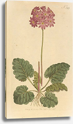Постер Primula Cortusoides. Cortusa-Leaved Primula Постер Primula Cortusoides. Cortusa-Leaved Primula