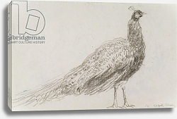 Постер Кокс Давид Peacock at Capel Curig, c.1845 Постер Кокс Давид Peacock at Capel Curig, c.1845