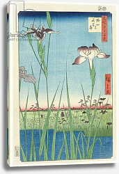Постер Утагава Хирошиге (яп) BM.Cat.440 Irises at Horikin, No.56 in the series '100 Views of Edo',, pub. 1857, Постер Утагава Хирошиге (яп) BM.Cat.440 Irises at Horikin, No.56 in the series '100 Views of Edo',, pub. 1857,