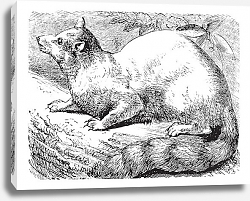Постер Ringtail or Ring-tailed Cat or Bassariscus astutus vintage engraving Постер Ringtail or Ring-tailed Cat or Bassariscus astutus vintage engraving