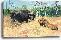 Постер Кунер Вильгельм Buffalo and Lion Before the Fight, Постер Кунер Вильгельм Buffalo and Lion Before the Fight,